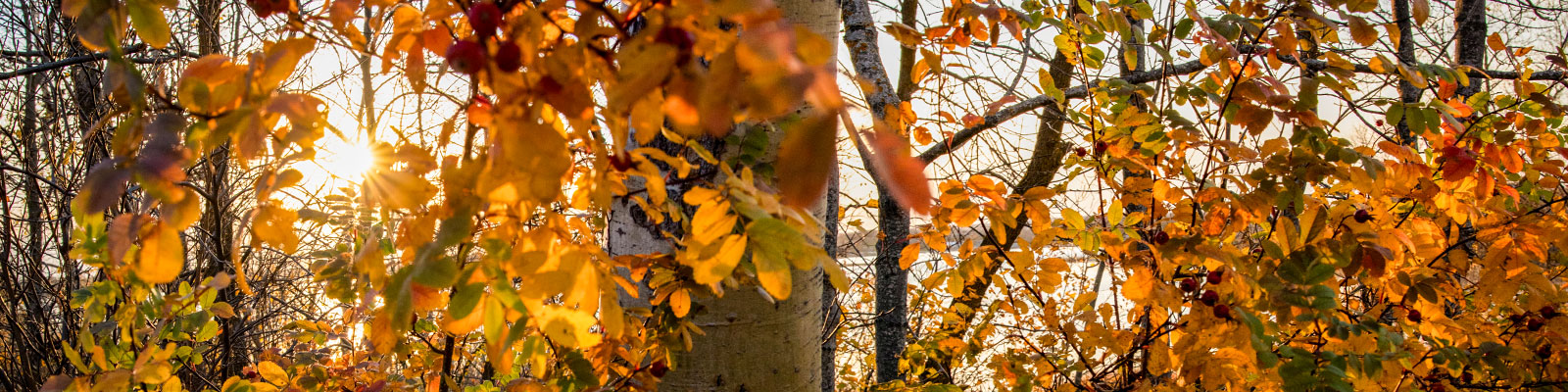 Fall foliage at Lake Metigoshe. 