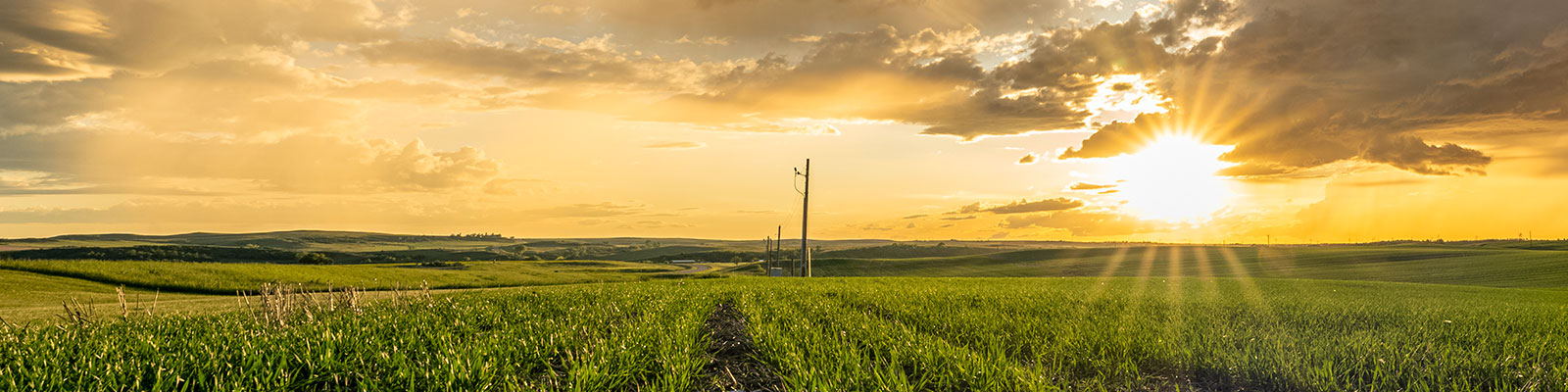 Springtime view of a field with a beautiful sunset in the background.